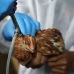 Κίνα: Πέθανε 56χρονη από τη γρίπη των πτηνών -Ο πρώτος θάνατος παγκοσμίως από έναν ιό που κυκλοφορεί από το 2002