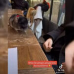 Λάρισα: Νεαρός βγήκε για καφέ μαζί με το… τρωκτικό του κι έγινε viral (Βίντεο)