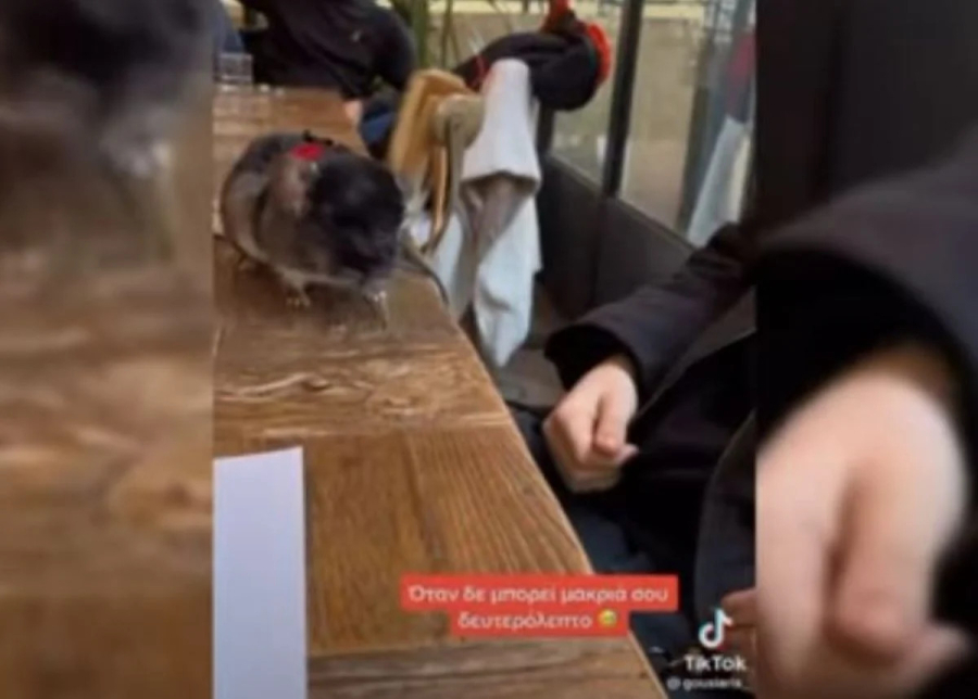 Λάρισα: Νεαρός βγήκε για καφέ μαζί με το… τρωκτικό του κι έγινε viral (Βίντεο)