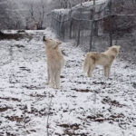 Λευκοί λύκοι υποδέχονται το πρώτο χιόνι - Το υπέροχο βίντεο του Αρκτούρου