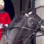 Μπάκιγχαμ: Άλογο της βασιλικής φρουράς δάγκωσε την κοτσίδα τουρίστριας