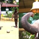 Μπαλαδόρος ελέφαντας στην Ινδία έχει «ρίξει» το διαδίκτυο με τα απίστευτα ταλέντα του (vid)