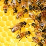 Νέα έρευνα: Οι μέλισσες δίνουν «πληροφορίες» για την υγεία των κατοίκων των πόλεων