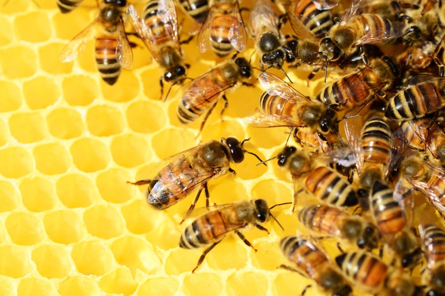 Νέα έρευνα: Οι μέλισσες δίνουν «πληροφορίες» για την υγεία των κατοίκων των πόλεων