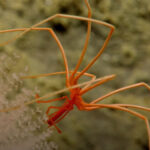 Νέα μελέτη για τις θαλάσσιες αράχνες - Αναγεννούν μέρος του σώματός τους