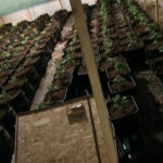 Νίκαια: Εξαρθρώθηκε σπείρα που καλλιεργούσε κάνναβη – Η εταιρεία «φάντασμα» και ο φύλακας που ήταν κηπουρός