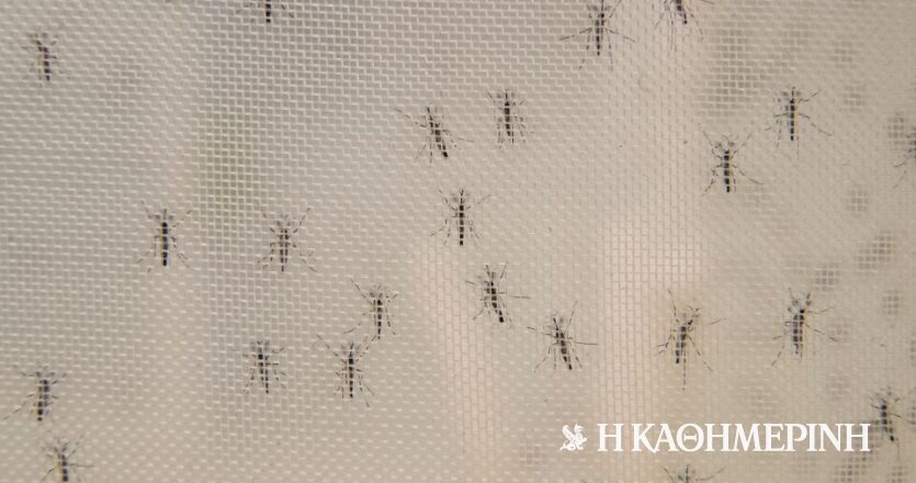 ΠΟΥ: Προειδοποιεί για κίνδυνο έξαρσης δάγκειου πυρετού και Zika το καλοκαίρι στην Ευρώπη