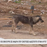Πρόστιμο 30.000 ευρώ σε άνδρα στη Θεσσαλονίκη που σκότωσε αδέσποτο σκύλο – «Έτρωγε τις κότες μου»