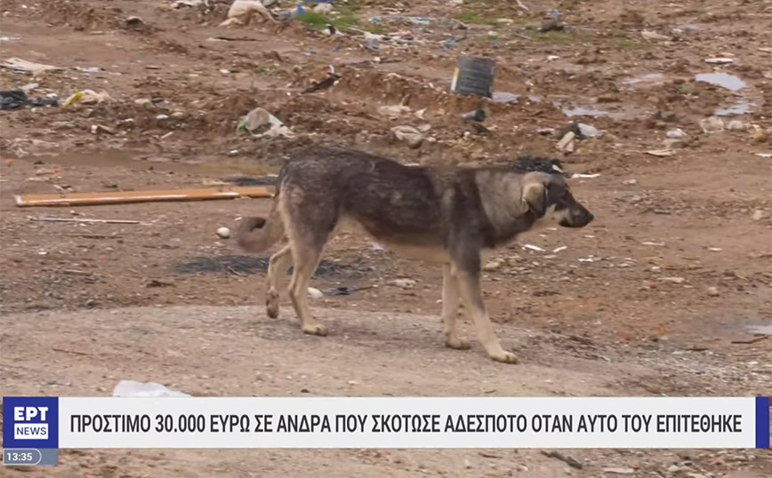 Πρόστιμο 30.000 ευρώ σε άνδρα στη Θεσσαλονίκη που σκότωσε αδέσποτο σκύλο – «Έτρωγε τις κότες μου»