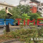 Πτώσεις δέντρων στη Θεσσαλονίκη εξαιτίας της κακοκαιρίας