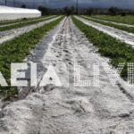 Σφοδρή χαλαζόπτωση στην Ηλεία: Καταστράφηκαν αγροτικές καλλιέργειες - Σε απόγνωση οι παραγωγοί