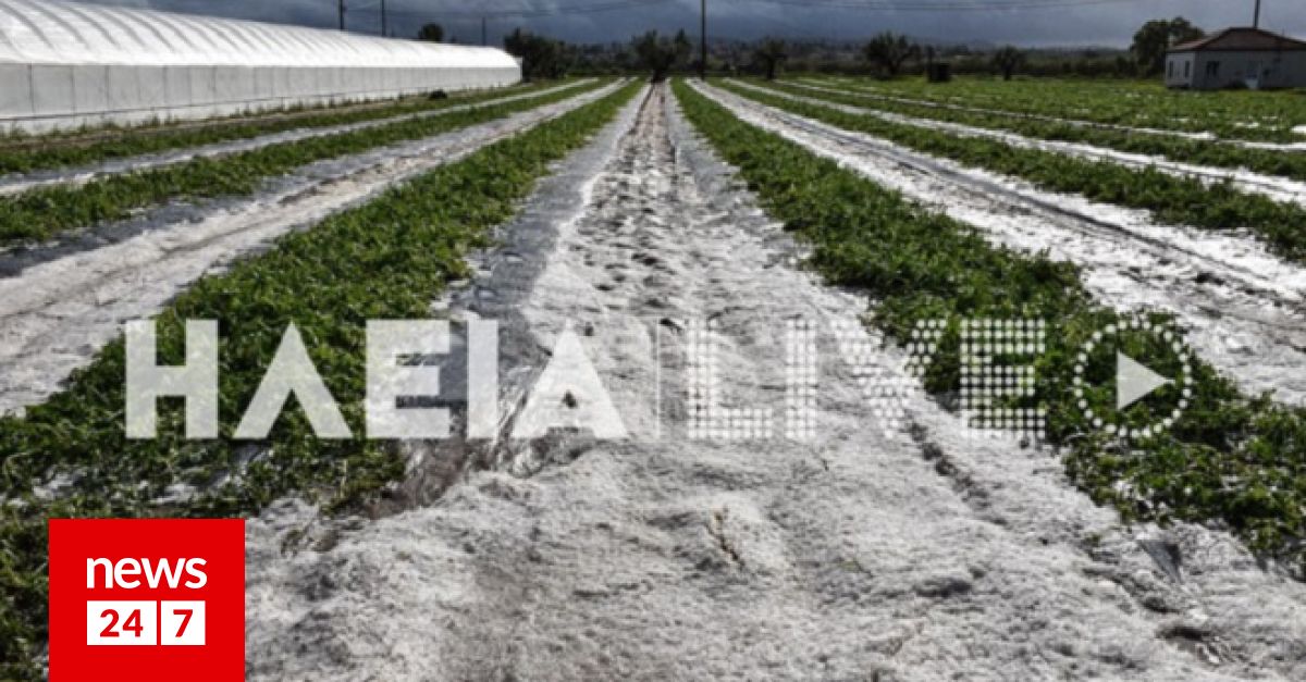 Σφοδρή χαλαζόπτωση στην Ηλεία: Καταστράφηκαν αγροτικές καλλιέργειες - Σε απόγνωση οι παραγωγοί