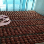 Το ΣΔΟΕ κατέσχεσε 300.000 αυγά από τη Βουλγαρία – Θα τα πλάσαραν ως ελληνικά λόγω Πάσχα