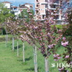 Τρίκαλα όπως… Κιότο: Ανθισαν οι κερασιές κατά μήκος του Ληθαίου
