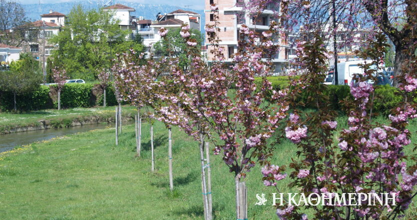 Τρίκαλα όπως… Κιότο: Ανθισαν οι κερασιές κατά μήκος του Ληθαίου