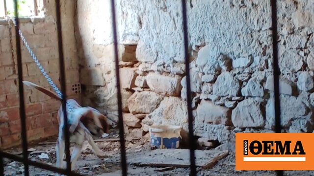 Χανιά: Εικόνες ντροπής - 15 σκυλιά και ένα άλογο βρέθηκαν δεμένα σε άθλιες συνθήκες