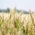 Χώρες της ΕΕ σταματούν την εισαγωγή σιτηρών από Ουκρανία, «διχασμένη» η Ευρώπη