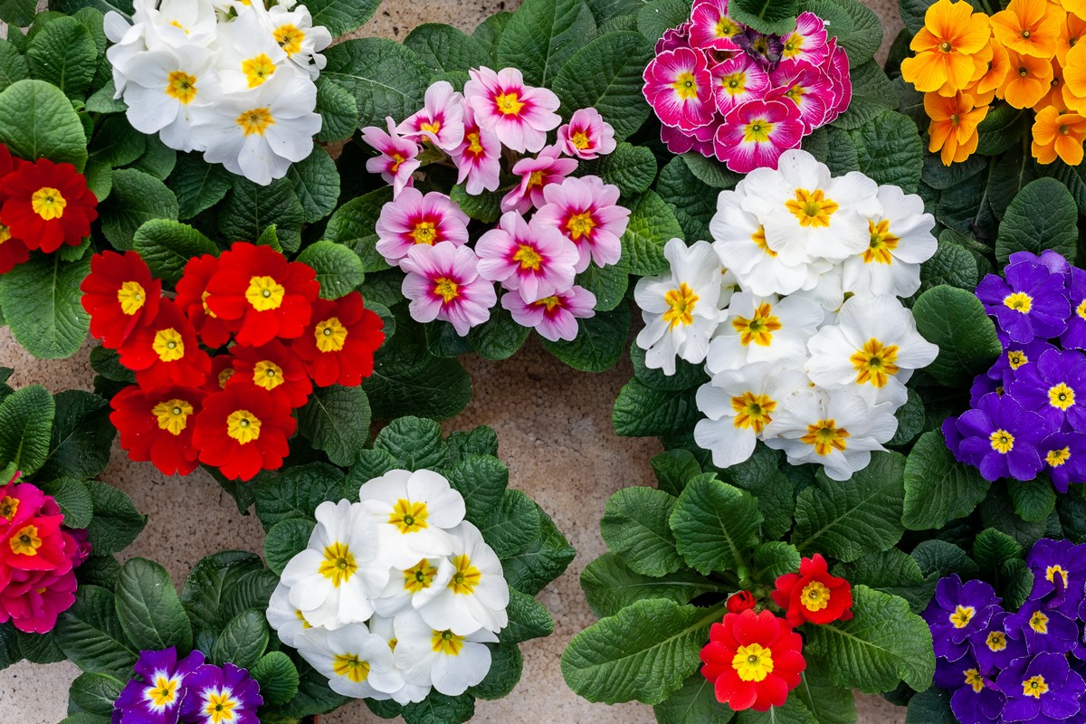 7 εντυπωσιακά λουλούδια του Μαΐου για να βάλεις χρώμα στο σπίτι σου