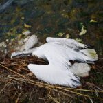 EFSA: Μειώνεται ο αριθμός των κρουσμάτων της γρίπης των πτηνών στα πουλερικά στην Ευρώπη