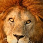 Άδοξο τέλος για το γηραιότερο λιοντάρι της Κένυας - Το σκότωσαν οι Μασάι