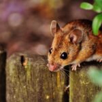 Ένθετο Περιβάλλον: Διαβάζοντας τη σκέψη των ποντικών