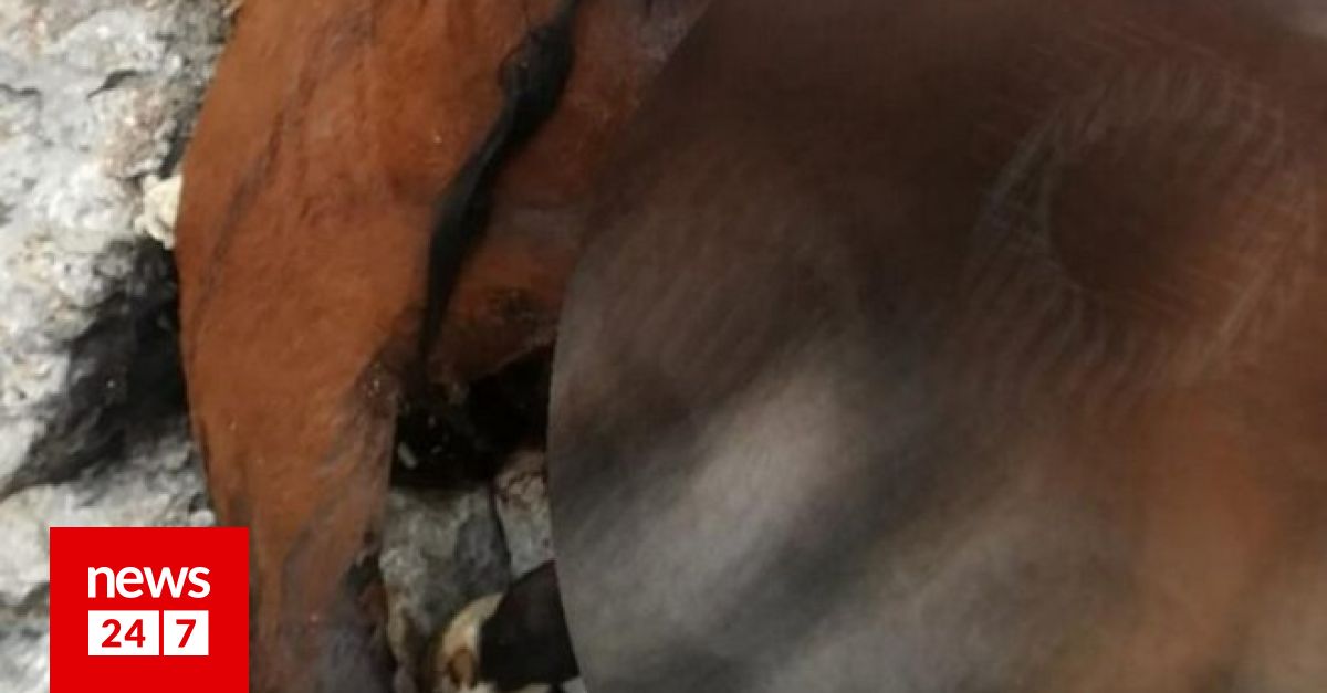 Αποτροπιασμός: Νεκρά άλογα σε γκρεμό στην Πάρνηθα - Καταγγελία στην ΕΛΑΣ