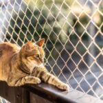 Αποτροπιασμός στην Ύδρα: 58χρονος πέταξε γάτα από ταράτσα