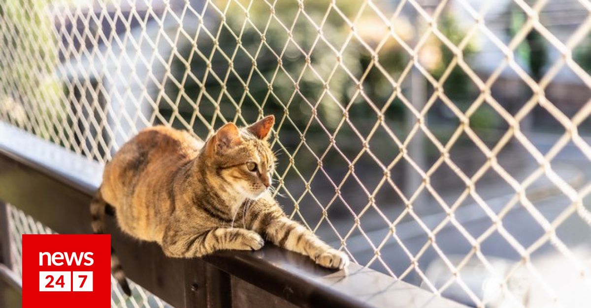 Αποτροπιασμός στην Ύδρα: 58χρονος πέταξε γάτα από ταράτσα