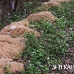 ΗΠΑ: Περίπου 500 κιλά μακαρόνια βρέθηκαν πεταμένα σε πάρκο