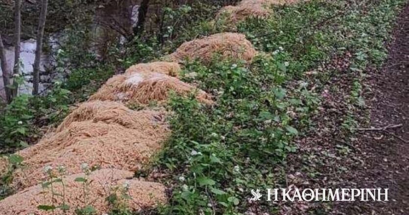 ΗΠΑ: Περίπου 500 κιλά μακαρόνια βρέθηκαν πεταμένα σε πάρκο