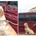 Κακοποίηση ζώου στο Ηράκλειο: Οδηγός έδεσε ασφυκτικά σκυλάκι σε καρότσα