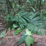 Κολομβία: Βρέθηκαν ζωντανά 4 παιδιά που αγνοούνταν στη ζούγκλα για πάνω από 15 μέρες μετά τη συντριβή αεροπλάνου - Δείτε βίντεο