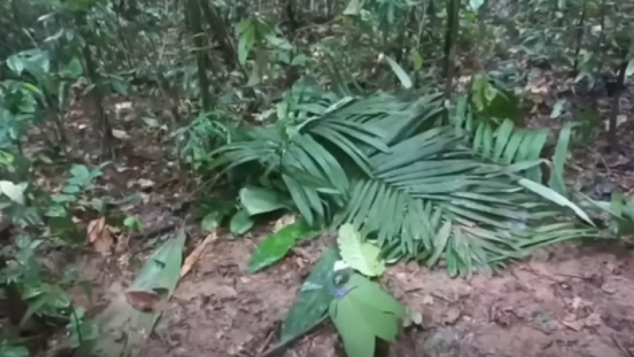 Κολομβία: Βρέθηκαν ζωντανά 4 παιδιά που αγνοούνταν στη ζούγκλα για πάνω από 15 μέρες μετά τη συντριβή αεροπλάνου - Δείτε βίντεο