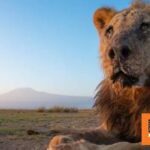Κτηνοτρόφοι Μασάι σκότωσαν το γηραιότερο λιοντάρι της Κένυας