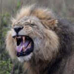 Κτηνοτρόφοι σκότωσαν το γηραιότερο λιοντάρι της Κένυας