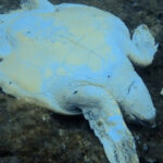 Νεκρή θαλάσσια χελώνα στη Νάξο- Φέρει τραύματα από μαχαίρι