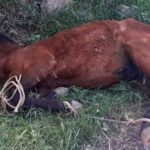 Συνταράσσουν τα δύο νέα περιστατικά κακοποίησης ζώων σε Τζιά και Ύδρα – Διώξεις και πρόστιμα στους δράστες