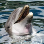 Τα δελφίνια «φωνάζουν» για να αντισταθμίσουν τον ανθρωπογενή ηχορύπανση