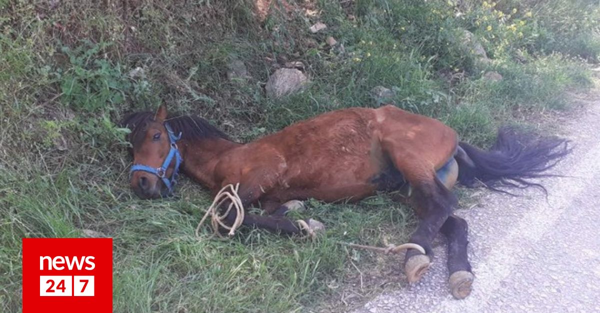 Τζια: Οργή για την άγρια κακοποίηση αλόγου - "Κρεμόταν σε πλαγιά εξαντλημένο"