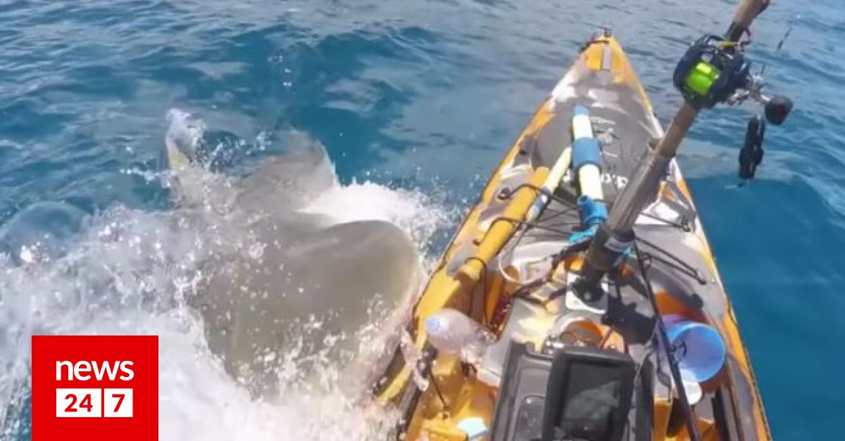 Τρομακτικό βίντεο: Γιγάντιος καρχαρίας δαγκώνει καγιάκ και προσπαθεί να το αναποδογυρίσει