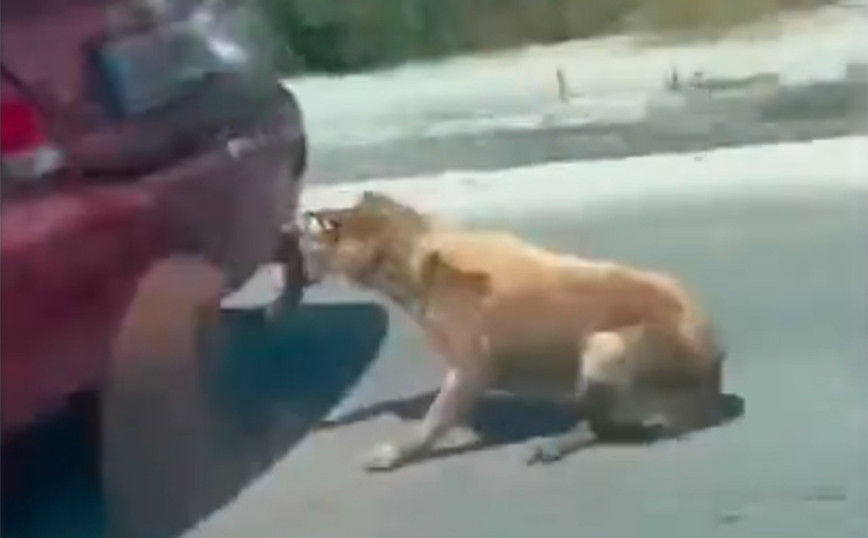 Ελεύθερος χωρίς περιοριστικούς όρους ο 75χρονος που έσερνε σκύλο από τον κοτσαδόρο του αμαξιού