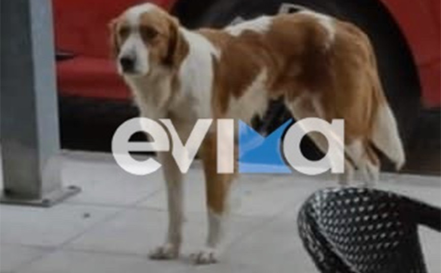 Κτηνωδία στην Εύβοια: Πυροβόλησαν αδέσποτο σκυλάκι – μασκότ της Κύμης και οι γιατροί δεν κατάφεραν να βγάλουν τη σφαίρα