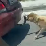 Νέο περιστατικό κακοποίησης ζώου στη Ζάκυνθο – Έσερνε σκύλο από τον κοτσαδόρο του αμαξιού