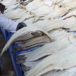Εύβοια: 77 κιλά μπακαλιάροι αλιεύτηκαν παρανόμως στην Κάρυστο
