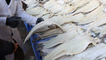Εύβοια: 77 κιλά μπακαλιάροι αλιεύτηκαν παρανόμως στην Κάρυστο