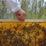 Ξεκινά σήμερα το νέο πρόγραμμα κατάρτισης στη μελισσοκομία