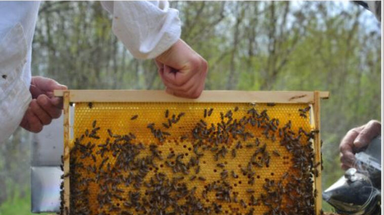 Ξεκινά σήμερα το νέο πρόγραμμα κατάρτισης στη μελισσοκομία