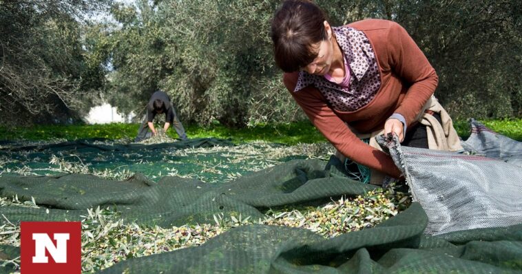 Σε απόγνωση οι ελαιοπαραγωγοί της Μυτιλήνης για την ακαρπία στην ελιά