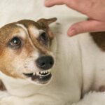 Σκύλος και επιθετικότητα: Γιατί δείχνει τα δόντια του ή γαβγίζει έντονα