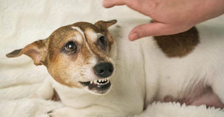 Σκύλος και επιθετικότητα: Γιατί δείχνει τα δόντια του ή γαβγίζει έντονα